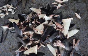 Shark Fins in Indonesia 