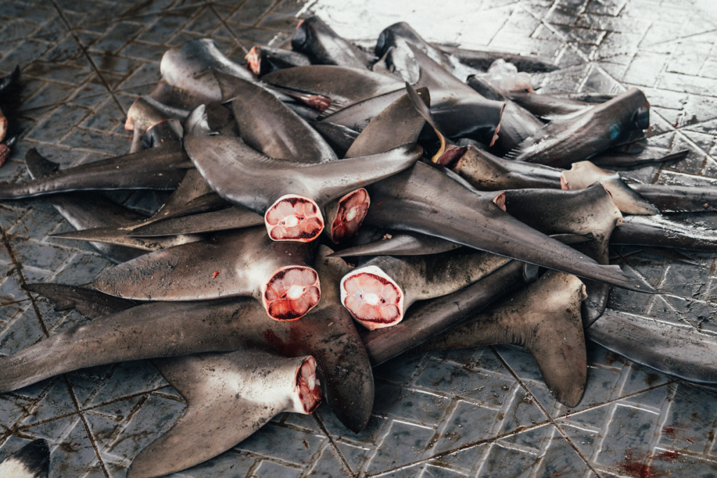 Shark Fins for sale at a fish market 