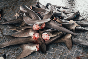 Shark Fins for sale at a fish market