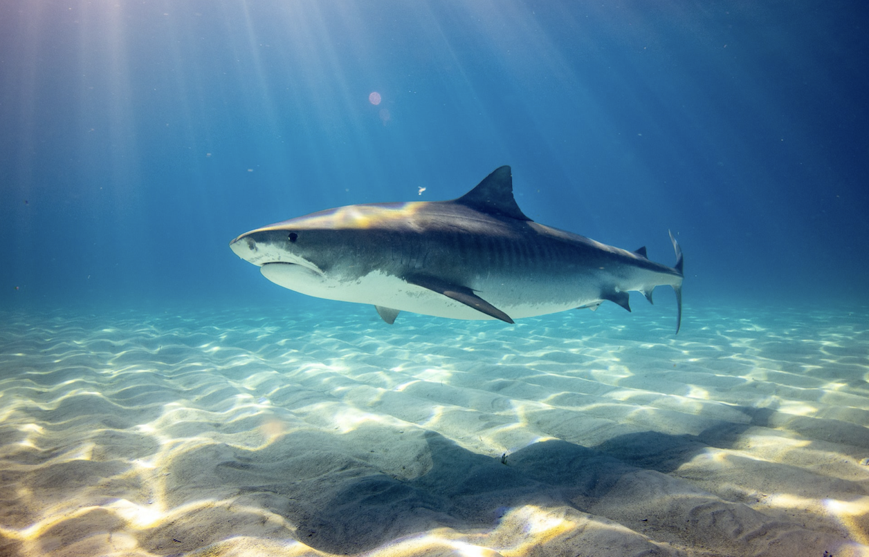  Tiger Shark Facts and Information - Galeocerdo