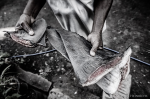 Thresher Shark Fin