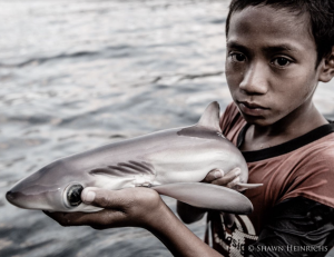 Baby Thresher Shark 