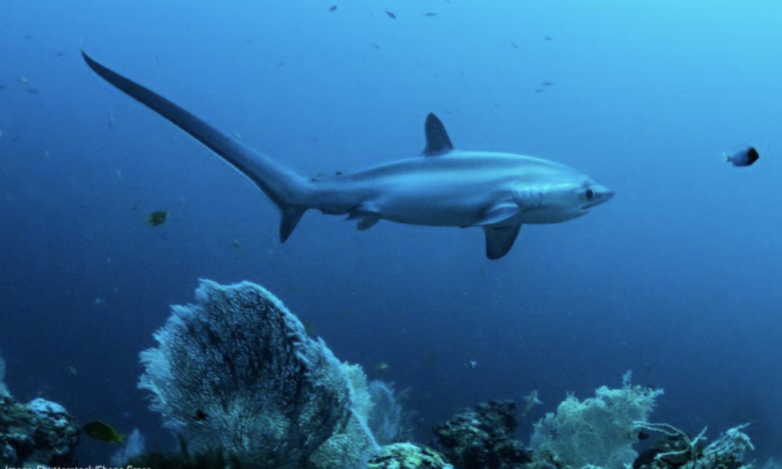 A Look Into the Life of Thresher Sharks - Thresher Shark Indonesia
