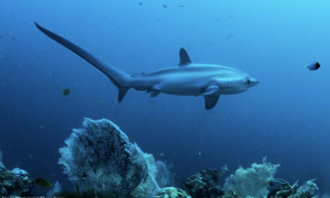 Pelagic Thresher Shark 