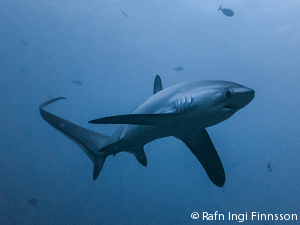 Common Thresher Shark