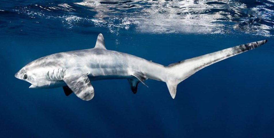 pelagic thresher shark