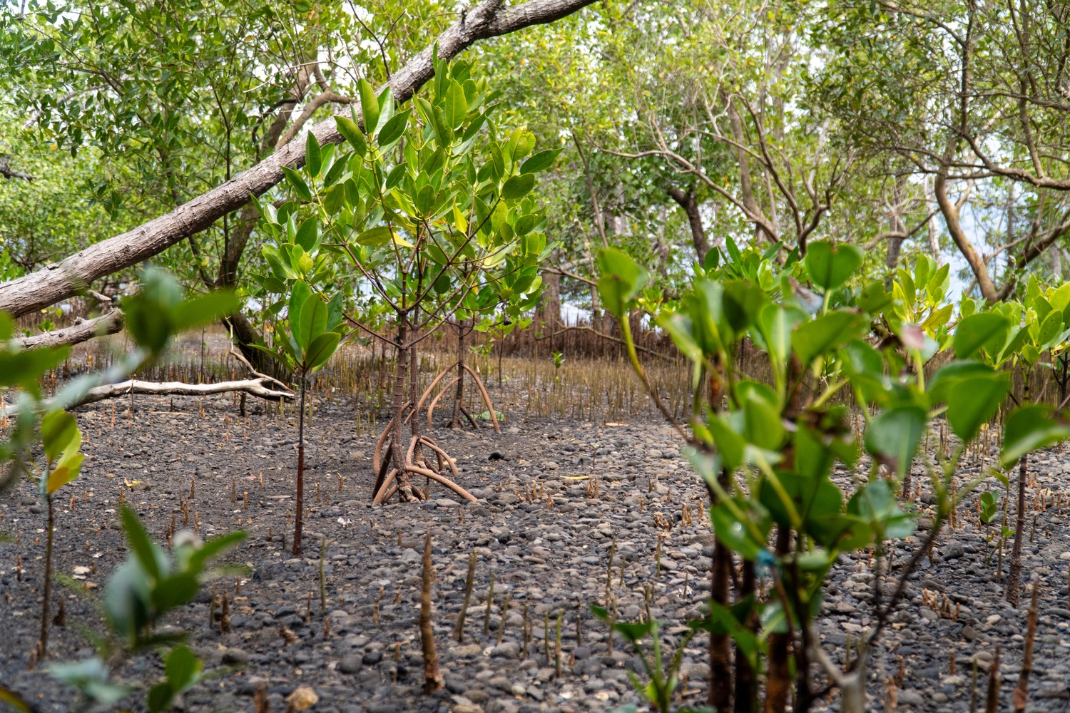 Mangrove di desa Fanating Alor