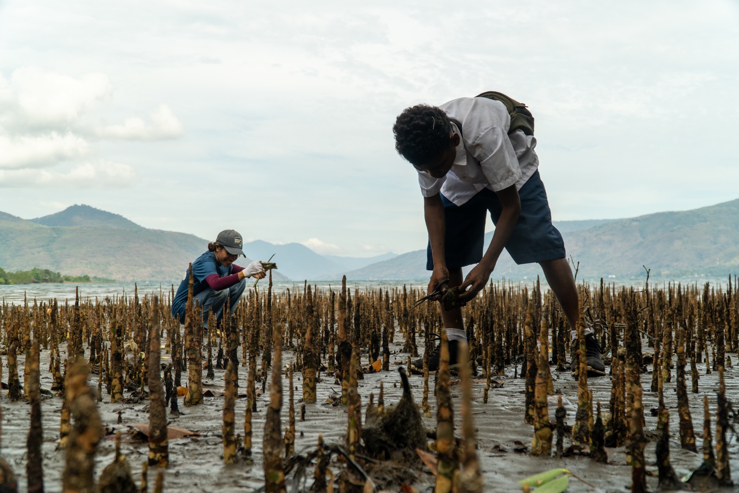 Monitoring Mangrove Alor